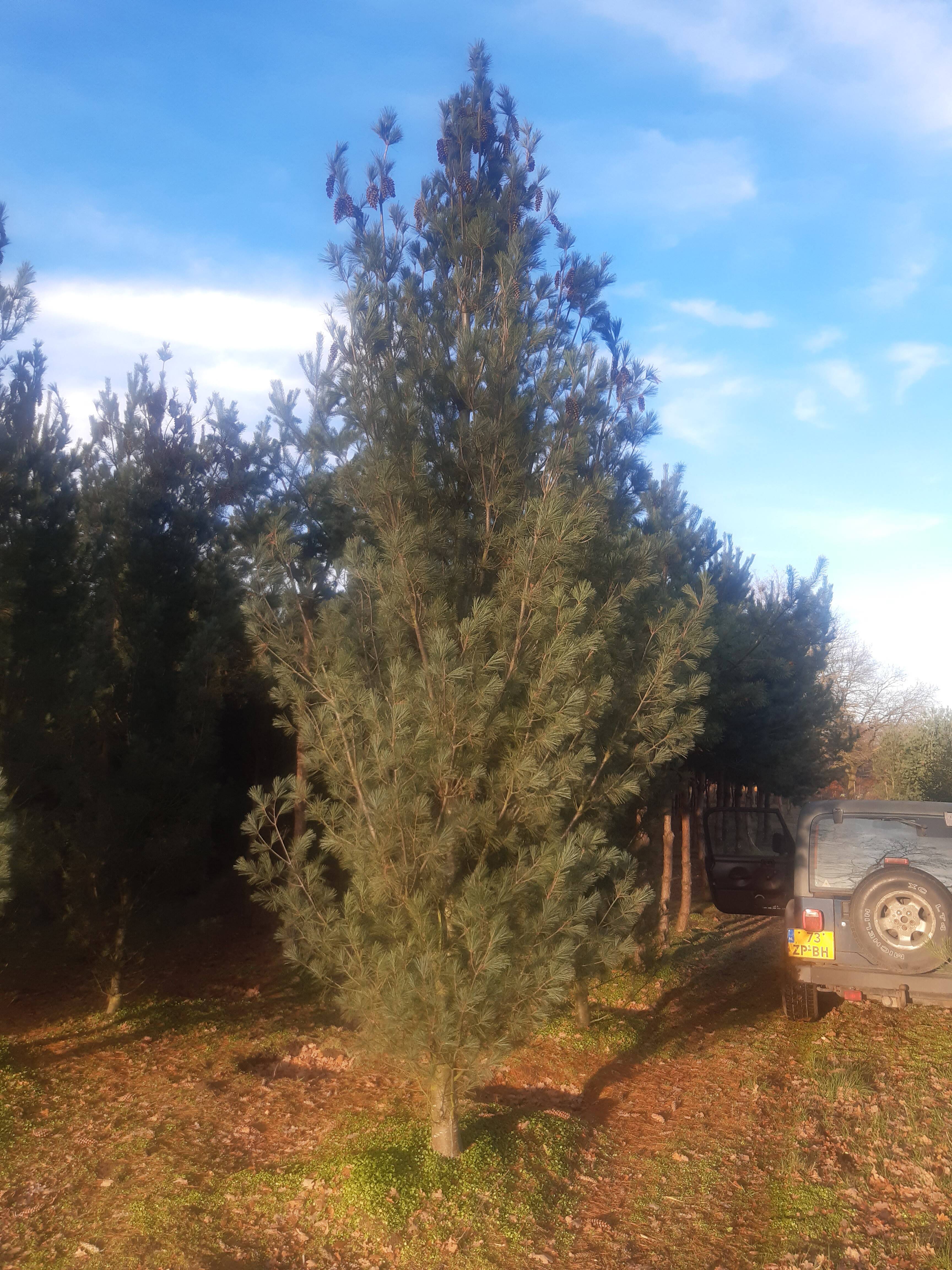 Pinus strobus Fastigiata_01